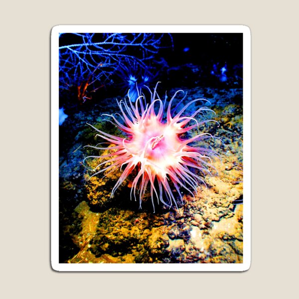 Item preview, ANIMALS #29 - Pink Sea Anemone designed and sold by DEL-Productions.