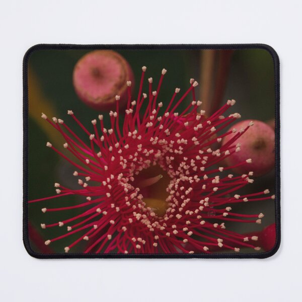 Item preview, Red Flowering Gum Flower designed and sold by suziq1962.