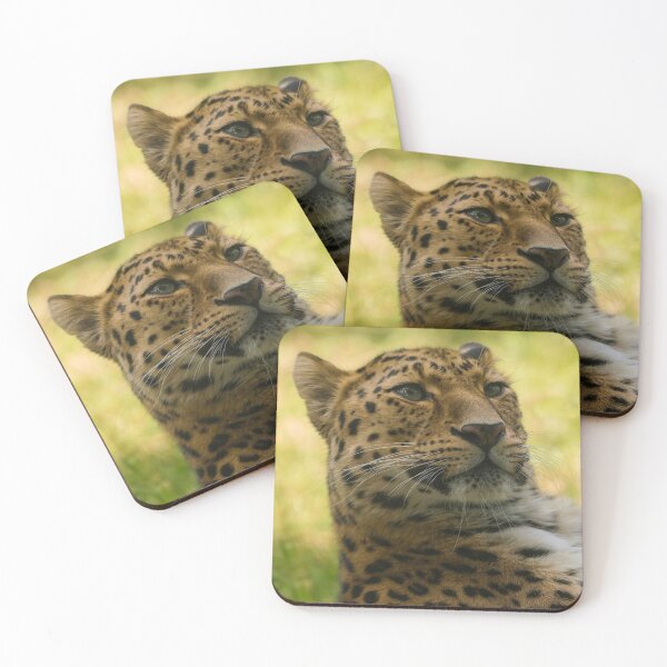 Item preview, Amur Leopard designed and sold by rawshutterbug.