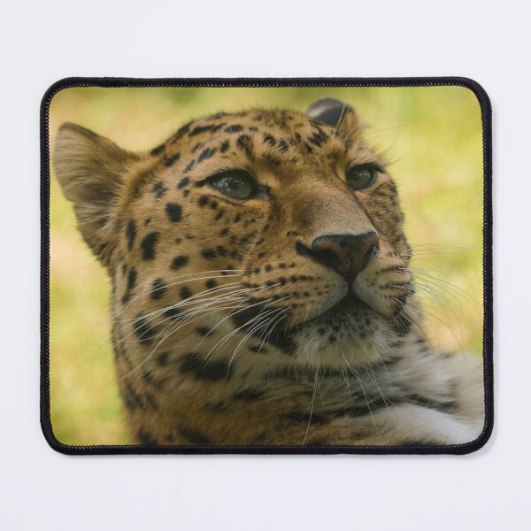 Item preview, Amur Leopard designed and sold by rawshutterbug.