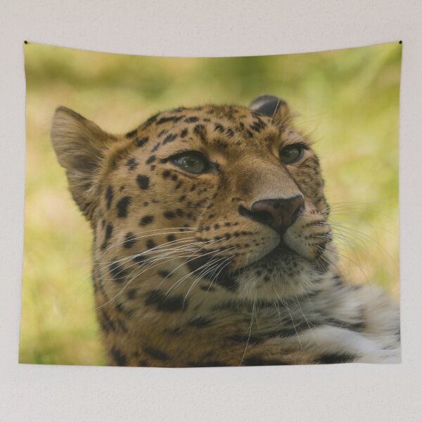 Item preview, Amur Leopard designed and sold by rawshutterbug.