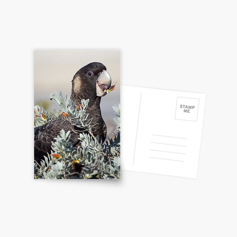 Item preview, Postcard designed and sold by Cadman.
