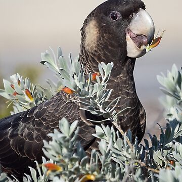 Artwork thumbnail, Black Cockatoo with Flower by Peter Caddy