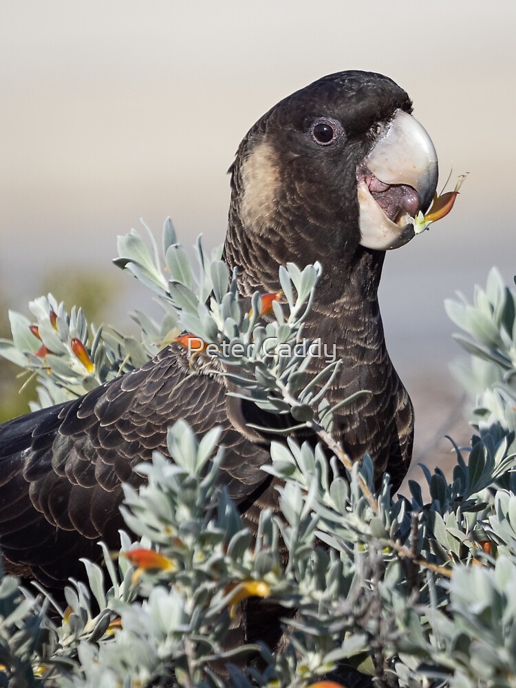 Thumbnail 3 of 3, Sticker, Black Cockatoo with Flower designed and sold by Cadman.