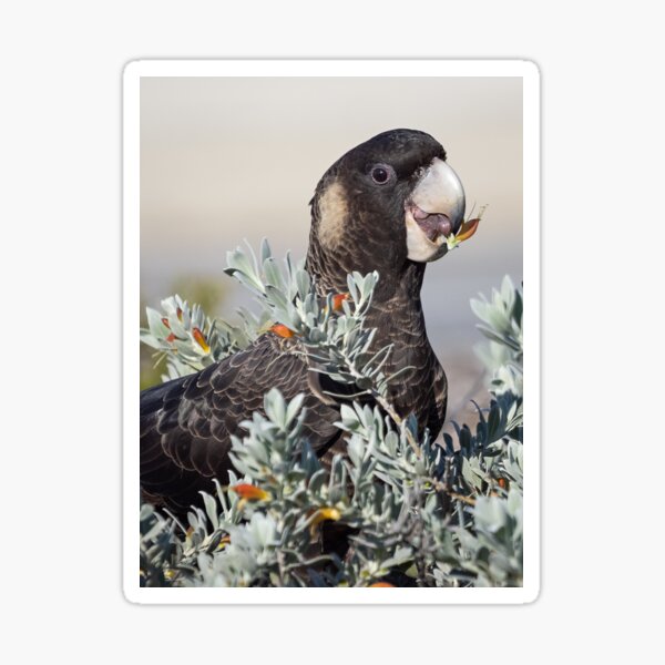 Item preview, Black Cockatoo with Flower designed and sold by Peter Caddy.