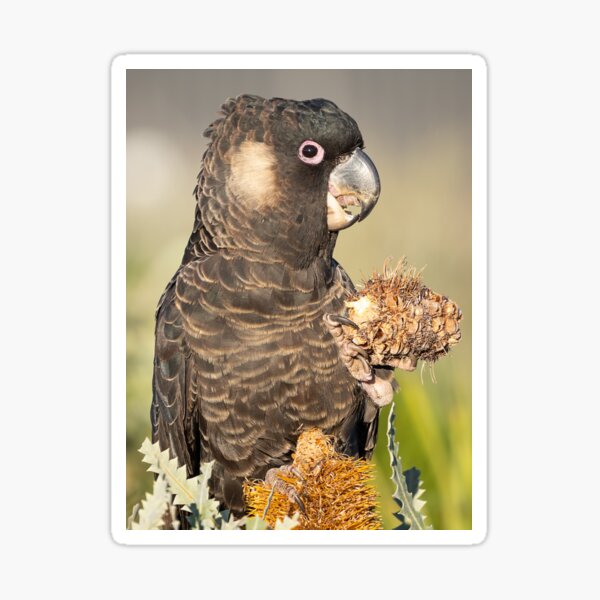 Carnabys Black Cockatoo with Banksia Nut Sticker