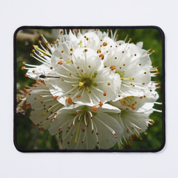 Item preview, Blooming Blackthorn designed and sold by Yampimon.