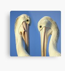 Beak to beak Metal Print