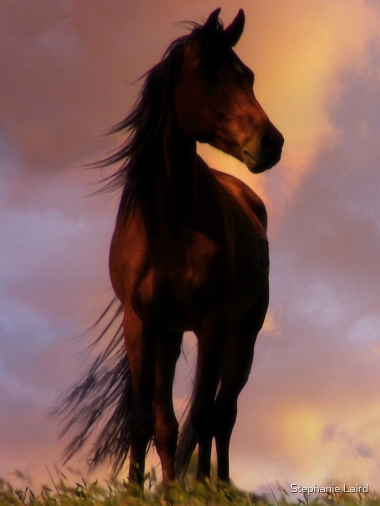 Beautiful Silhouetted Horse in Colorful Sundown by LazyL