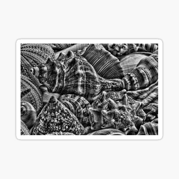 "More Shells" Sticker for Sale by JoeGeraci Redbubble