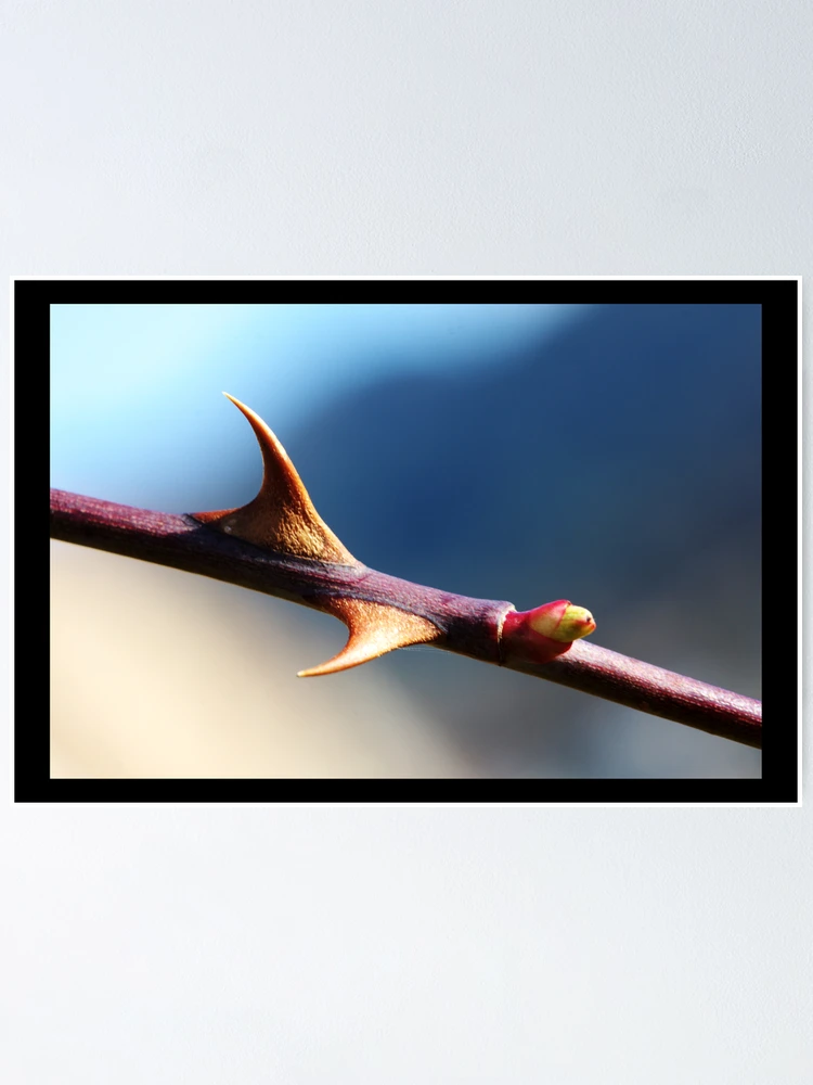 Thumbnail 1 of 3, Poster, Protected designed and sold by Jörg Holtermann.