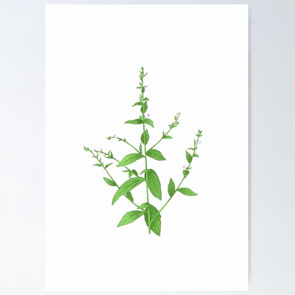 Item preview, Indian tobacco designed and sold by SilviPavlova.