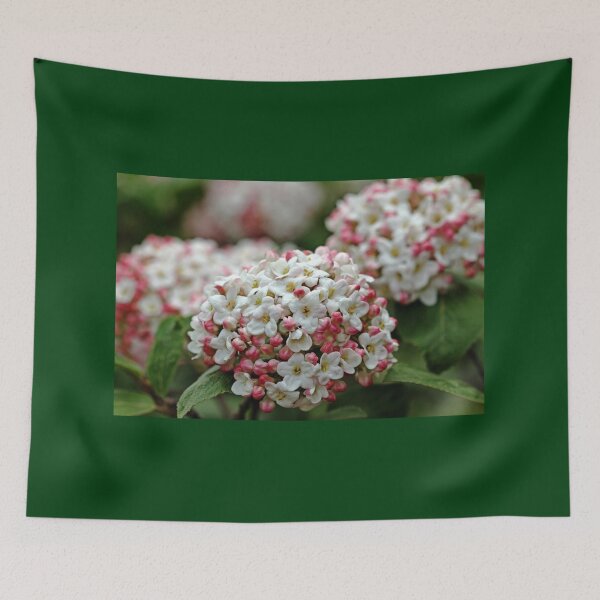 Item preview, Snowballs With Flush Of Pink designed and sold by Debbie Oppermann.