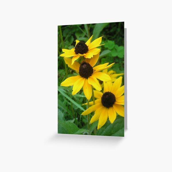 Black-Eyed Susans Greeting Card