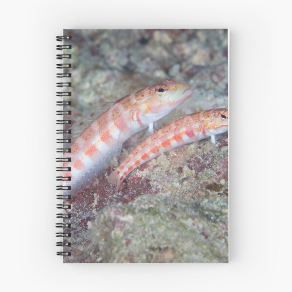 Item preview, Red-spotted Sandperches designed and sold by Mark Rosenstein.