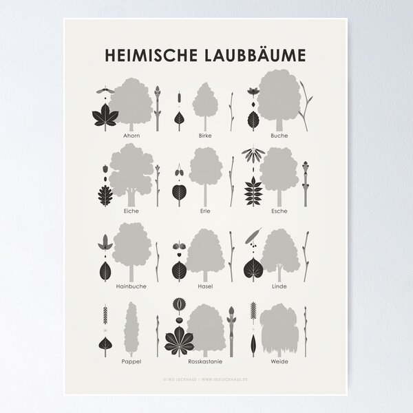 Item preview, Native deciduous trees, tree species or trees infographic / display board (German) designed and sold by Iris Luckhaus.