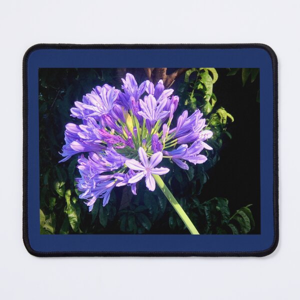 Item preview, Amazing Agapanthus designed and sold by KazM.