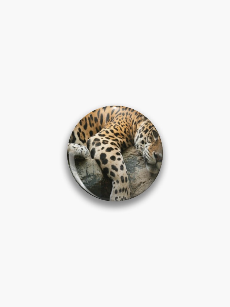 Pin on Jaguar