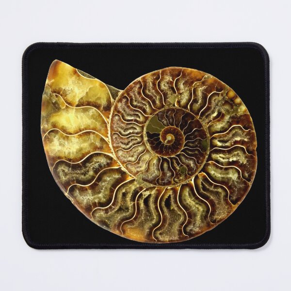 Item preview, Ammonite Fossil designed and sold by saradrawspaleo.