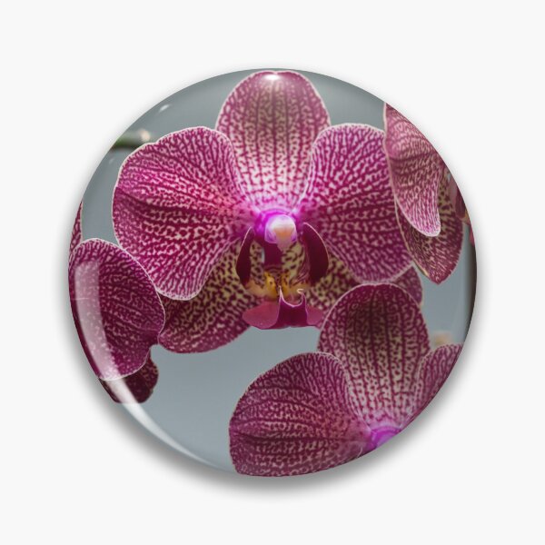 Item preview, Phalaenopsis, also known as moth orchids designed and sold by portokalis.