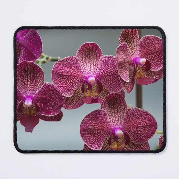 Item preview, Phalaenopsis, also known as moth orchids designed and sold by portokalis.
