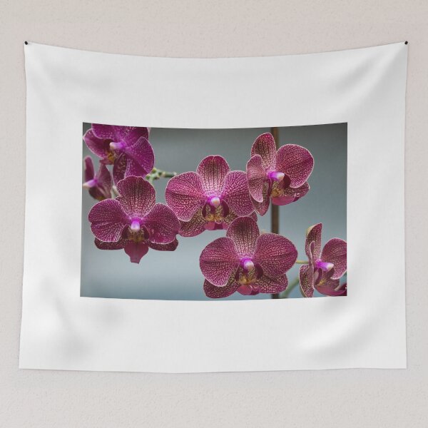 Item preview, Phalaenopsis, also known as moth orchids designed and sold by portokalis.