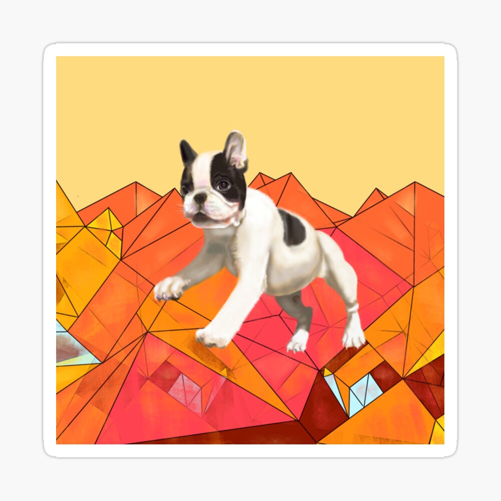 orange boston terrier