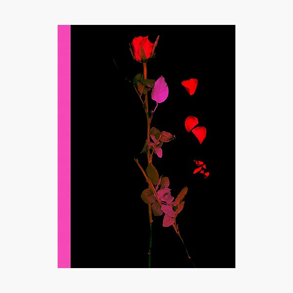 Aperçu de l'œuvre Roses 6 créée et vendue par DerekDoll.