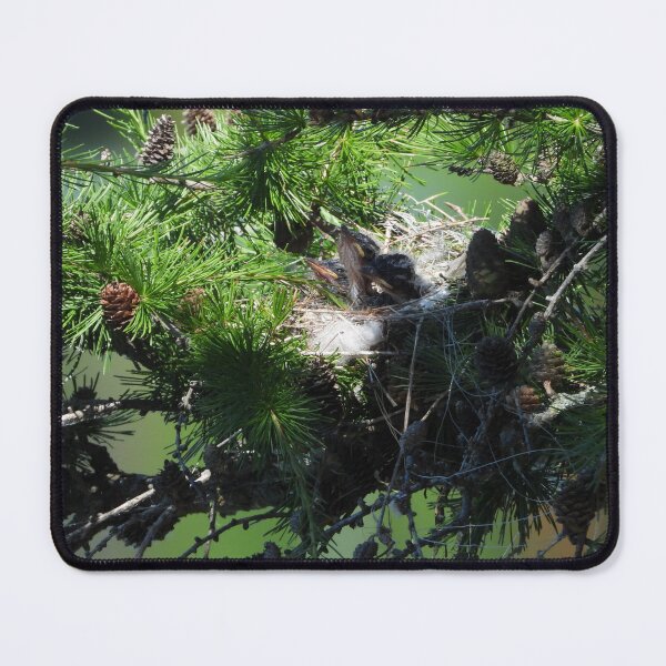 Item preview, Eastern Kingbird Nest designed and sold by PhotosBySusanne.