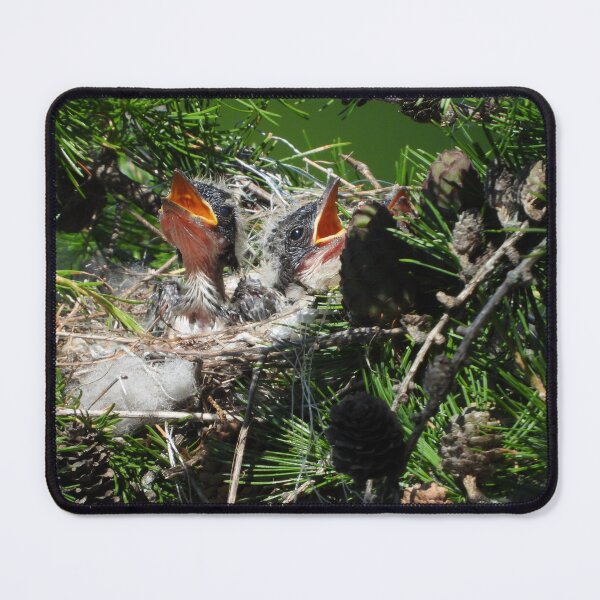 Item preview, In the Eastern Kingbird Nest designed and sold by PhotosBySusanne.