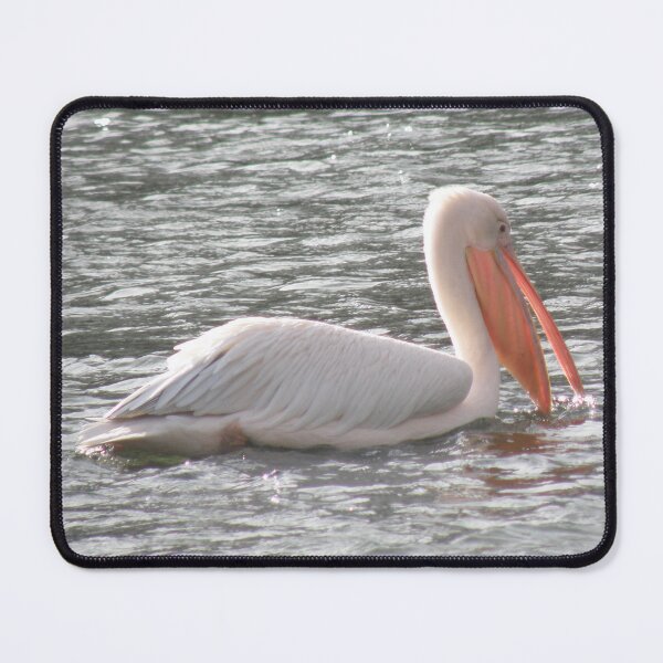 Item preview, Pretty Pelican in the Sunshine Photograph designed and sold by naturegallery.