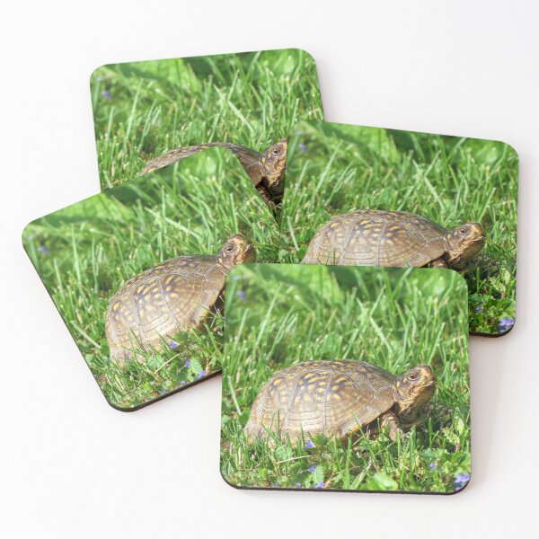 Item preview, Box Turtle designed and sold by Frankie Cat Photography.