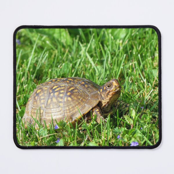 Item preview, Box Turtle designed and sold by Frankie Cat Photography.