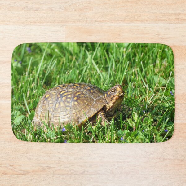 Item preview, Box Turtle designed and sold by Frankie Cat Photography.