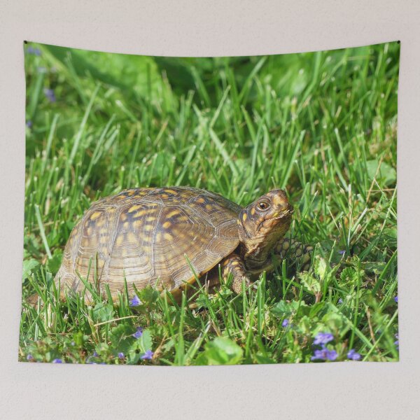 Item preview, Box Turtle designed and sold by Frankie Cat Photography.