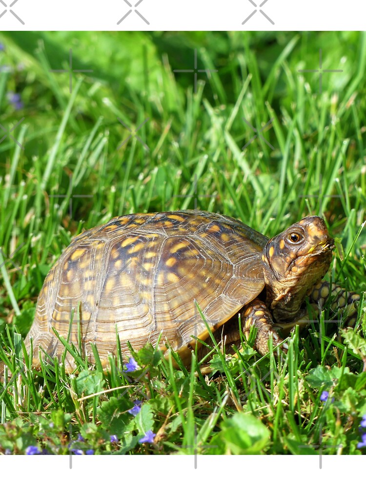 Box Turtle T-Shirt