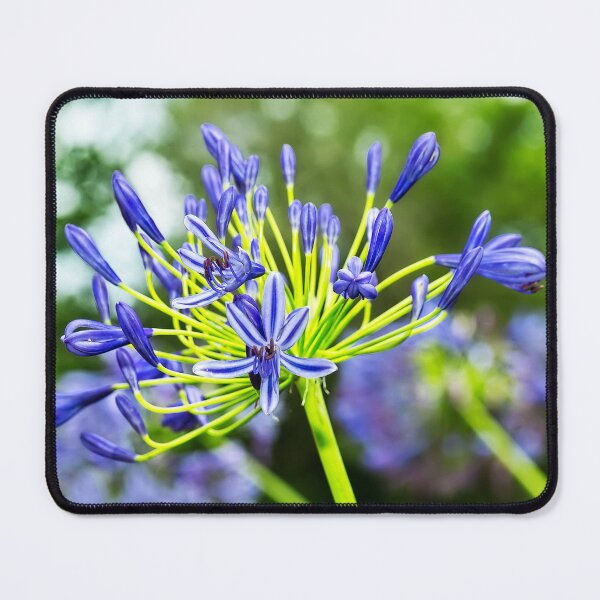 Item preview, Agapanthus Bokeh designed and sold by Kay Brewer.