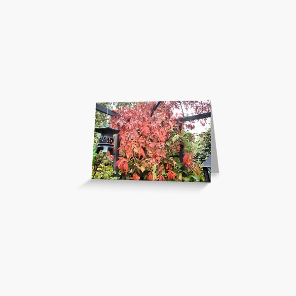 Virginia Creeper Greeting Card