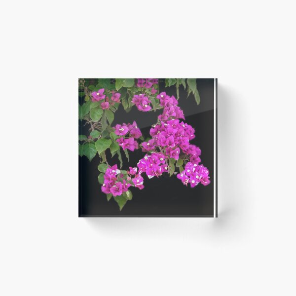 Item preview, Bougainvillea designed and sold by heatherfriedman.