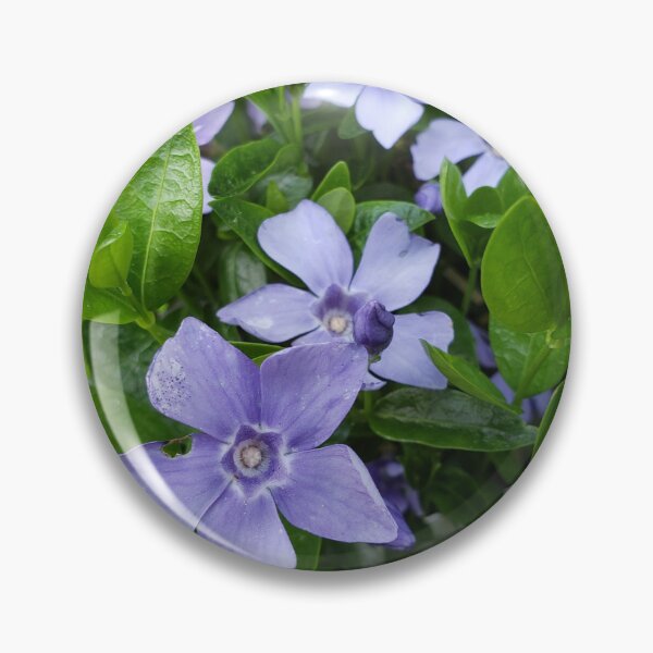 Item preview, Purple Periwinkle Vinca Vines Print Photography designed and sold by LCAppling.