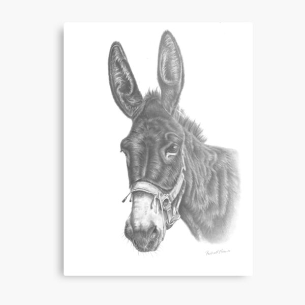 Original Donkey artwork, pencil sketch wall art, farm animal line drawing agrohort.ipb.ac.id