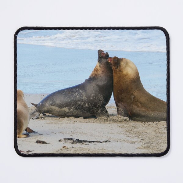 Item preview, Male Sealions, Kangaroo island designed and sold by Steve9.