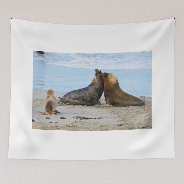 Item preview, Male Sealions, Kangaroo island designed and sold by Steve9.