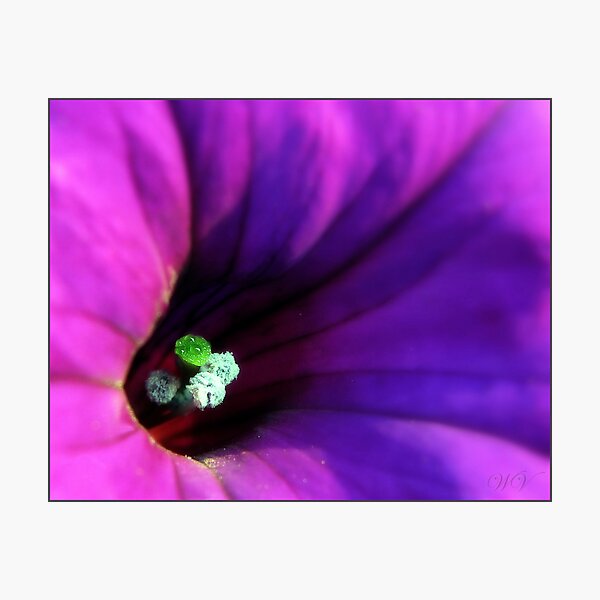 Item preview, Petunia in purple... designed and sold by Mary Trebilco.