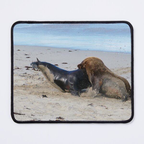 Item preview, Male Sealions Fighting. designed and sold by Steve9.