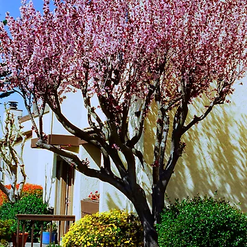 Artwork thumbnail, Springtime In Greenbrae  by Nancy Stafford