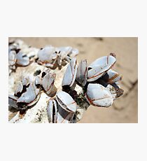 Barnacles Photographic Print