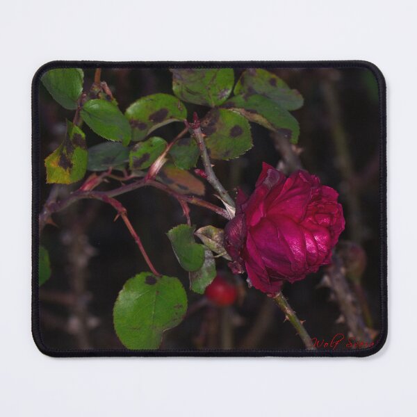Item preview, Another Macro Session at the Rose Garden (2) designed and sold by Wolf Sverak Photography.