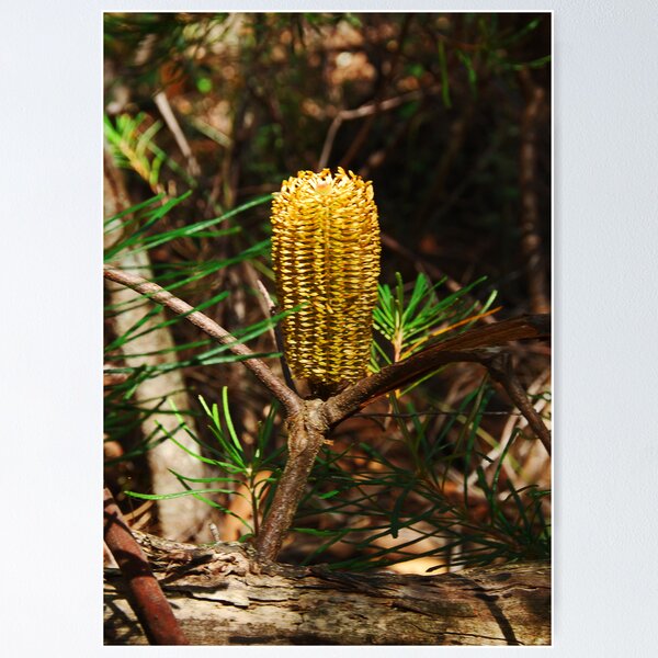 Item preview, Corn on the Cob?? designed and sold by GailD.