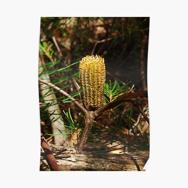 Corn on the Cob?? Poster